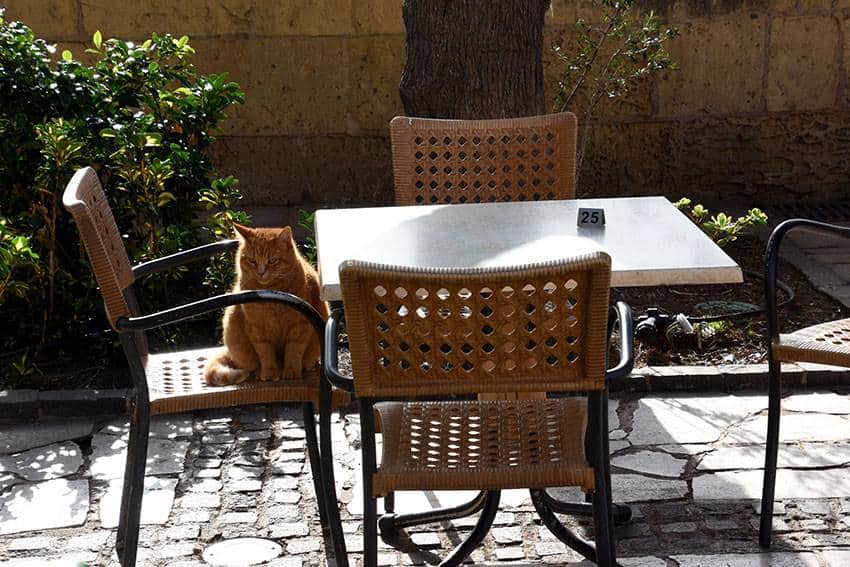 Expatriation à Malte - le pays des chats